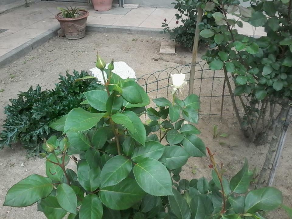 Bed and Breakfast Perbacco Sartirana Lomellina Esterno foto